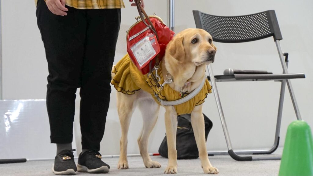 全国矯正展（2023年12月9、10日開催）でデモンストレーションを行った盲導犬