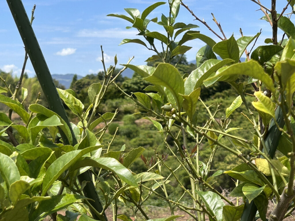 戸田さんのレモン「トッティ檸檬」