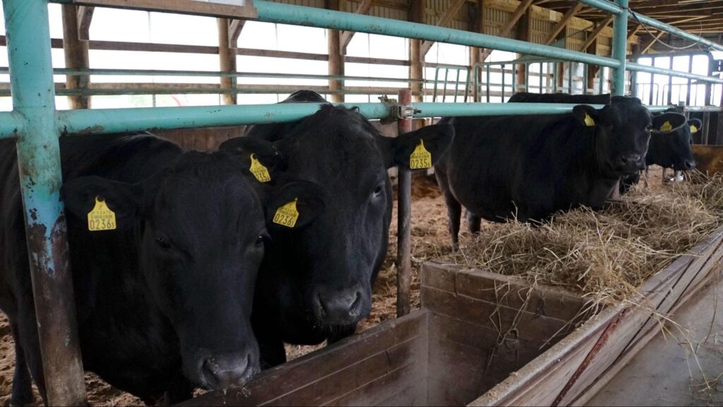 二見ヶ岡農場の牛舎
