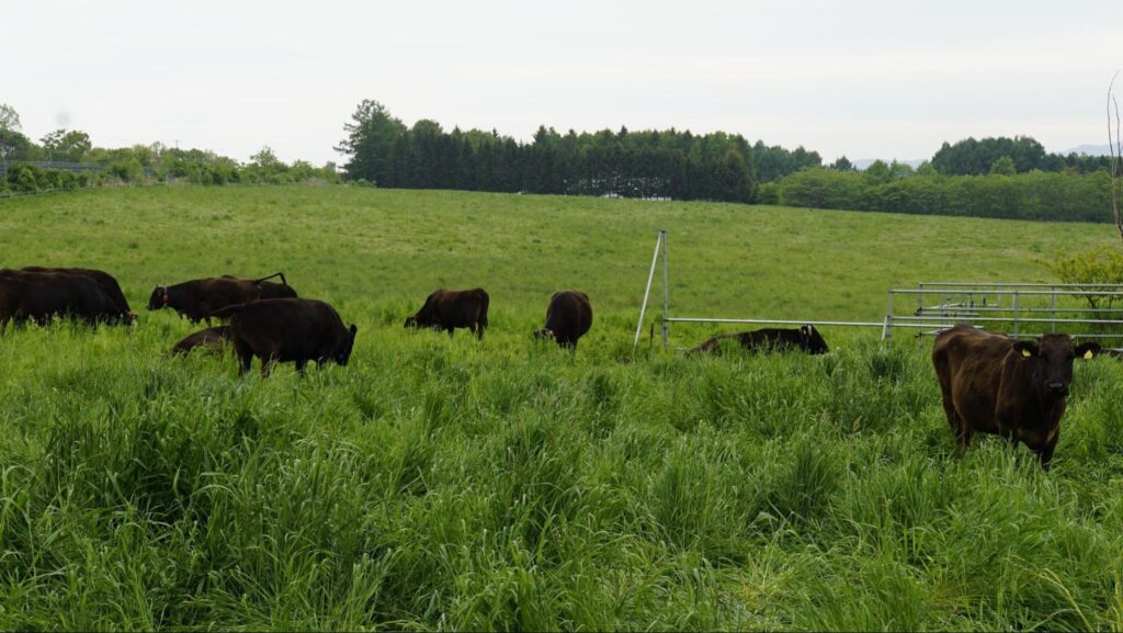 二見ヶ岡農場の牧場