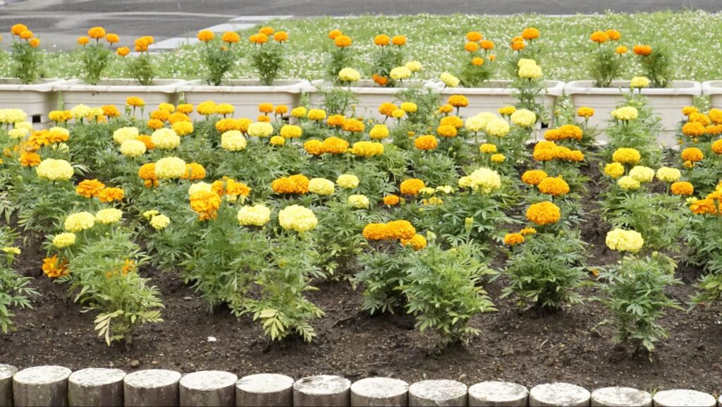 受刑者が花を植えた刑務所内の花壇