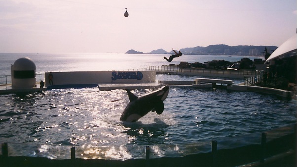 ショーのイルカやシャチにはある種の自己顕示欲と“サービス精神”がある!?