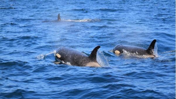 シャチには羽振りの良い“サービス精神”があるのだろうか