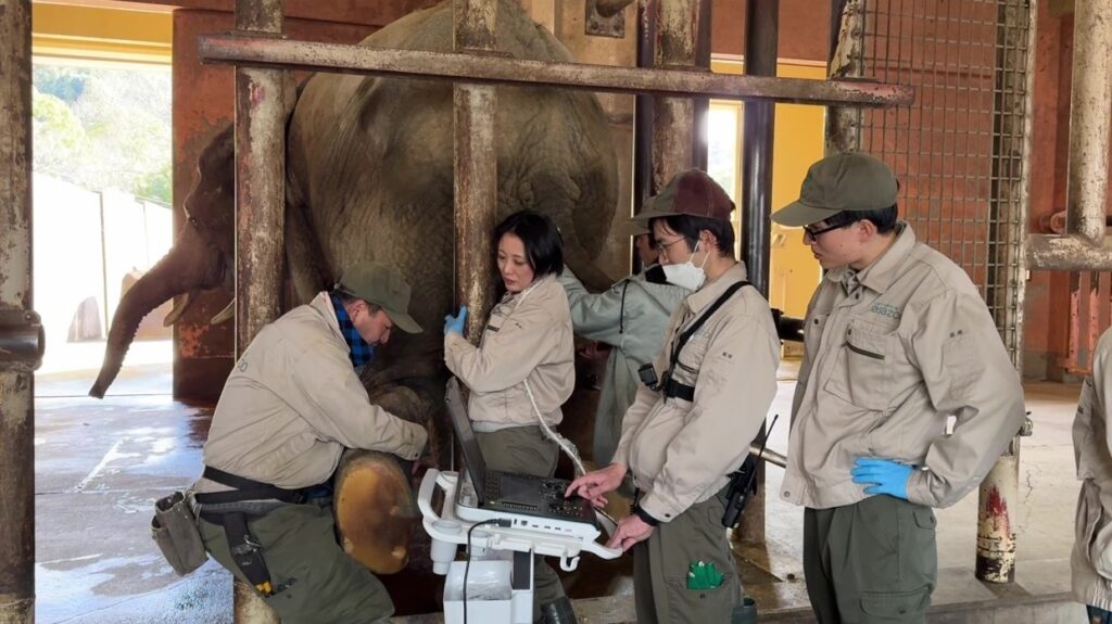 提供:広島市安佐動物公園(メイ・エコー手技の様子)
