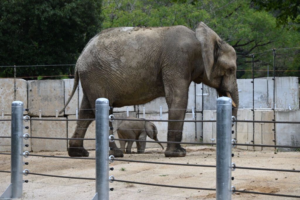 安佐動物公園 マルミミゾウ