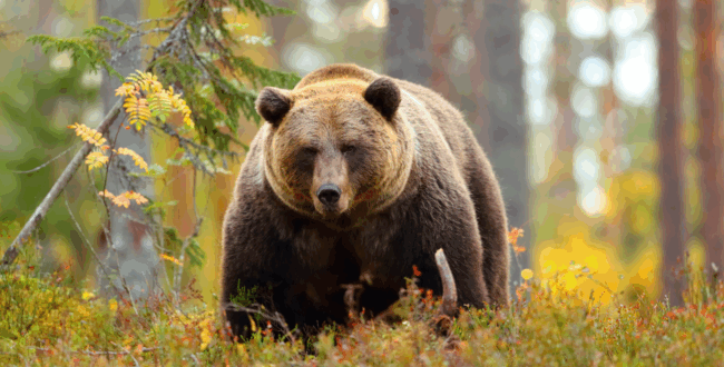 秋田、札幌など都市部に出ボスするクマ