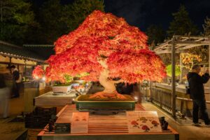 もみじ(清玄) (11/12)