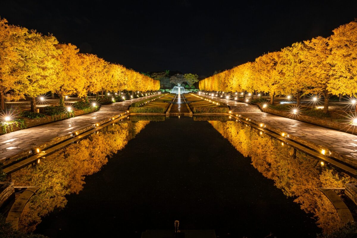 カナール (11/15撮影)