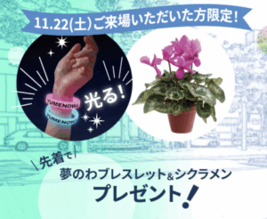 来場者限定　夢のわブレスレット＆シクラメンプレゼント