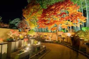 盆栽苑内のモミジも見頃に (11/12撮影)