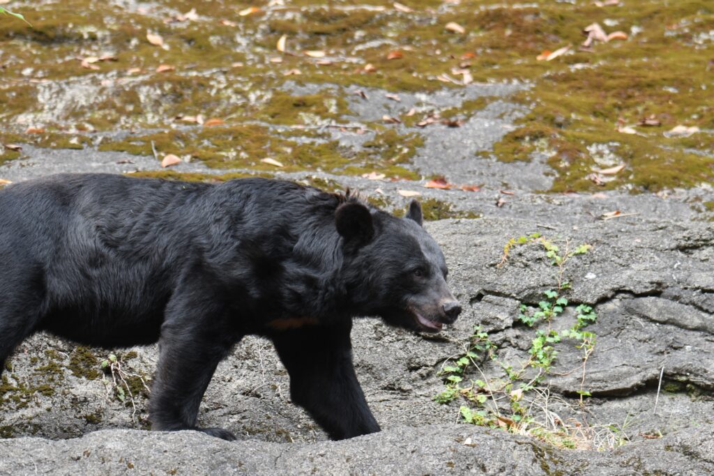 秋田のクマ被害深刻化 自衛隊が鹿角市で支援活動開始