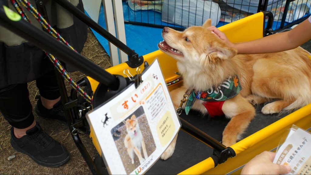 保護犬保護猫譲渡会