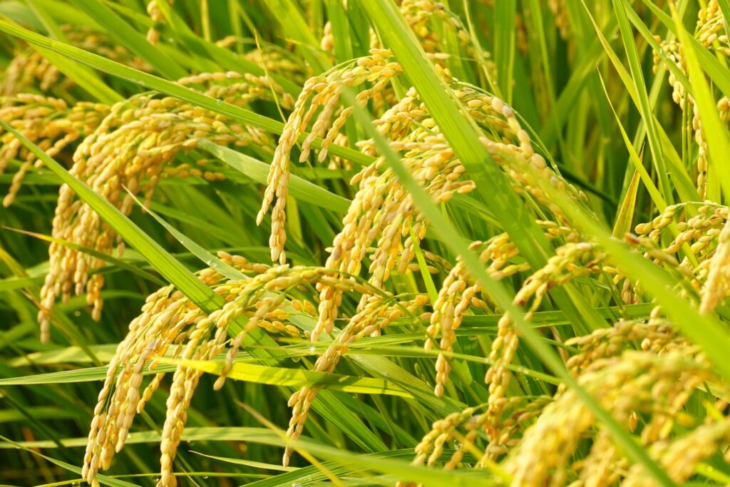 水を張らない画期的な米作りが拡大、ビール酵母の力で労働時間7割削減