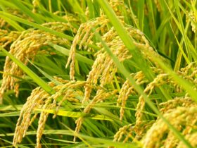 水を張らない画期的な米作りが拡大、ビール酵母の力で労働時間7割削減