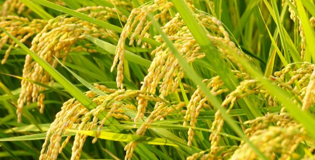 水を張らない画期的な米作りが拡大、ビール酵母の力で労働時間7割削減