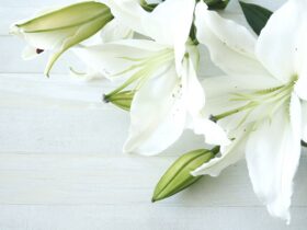 フリーアナウンサー久米宏さん死去、81歳 「ニュースステーション」「ザ・ベストテン」で時代を語り続けた