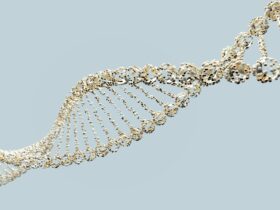 数万年前の日本列島にライオンが生息 DNA分析でトラ説を覆す