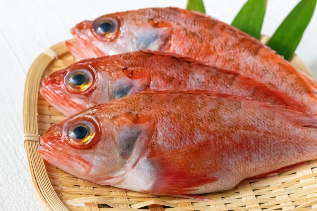 近畿大学が高級魚ノドグロの完全養殖に世界初成功　安定供給と資源保全へ一歩