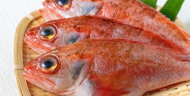 近畿大学が高級魚ノドグロの完全養殖に世界初成功　安定供給と資源保全へ一歩