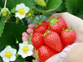 農家平均年齢が初の低下　イチゴ産地・三重県伊賀市が牽引する「若返り」