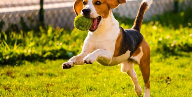 ボールで遊ぶ犬