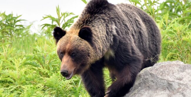 年々右肩上がりに増えているヒグマ