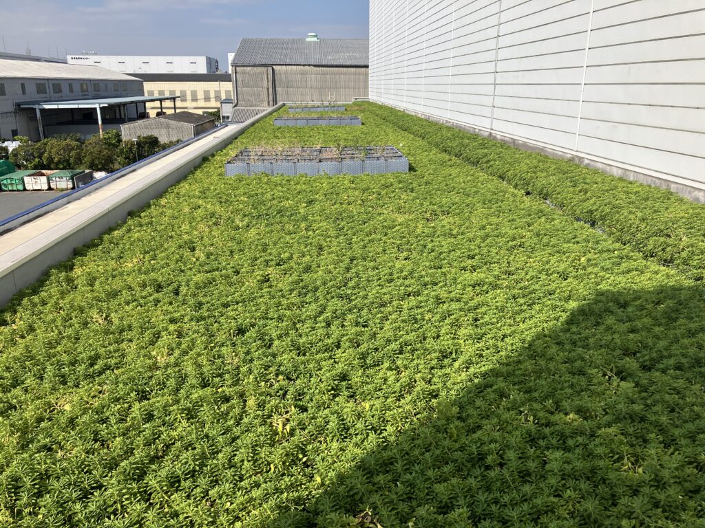 常緑キリンソウの屋上緑化(提供:株式会社フジタ)