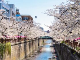 中目黒「スタバ ロースタリー東京」、花見テラスを有料予約制で提供　夜はアルコール付きプランも