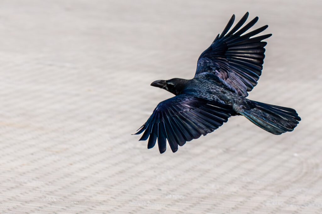 ドローンで「カラス模型」投下、米刑務所に麻薬密輸図った女2人を逮捕　各国で相次ぐ違法輸送