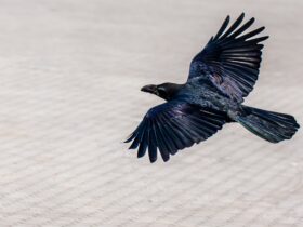 ドローンで「カラス模型」投下、米刑務所に麻薬密輸図った女2人を逮捕　各国で相次ぐ違法輸送