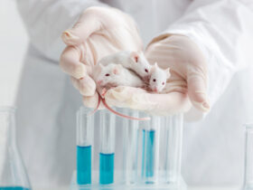 マウス連続クローン、58世代目で限界　有害変異蓄積で生存できず