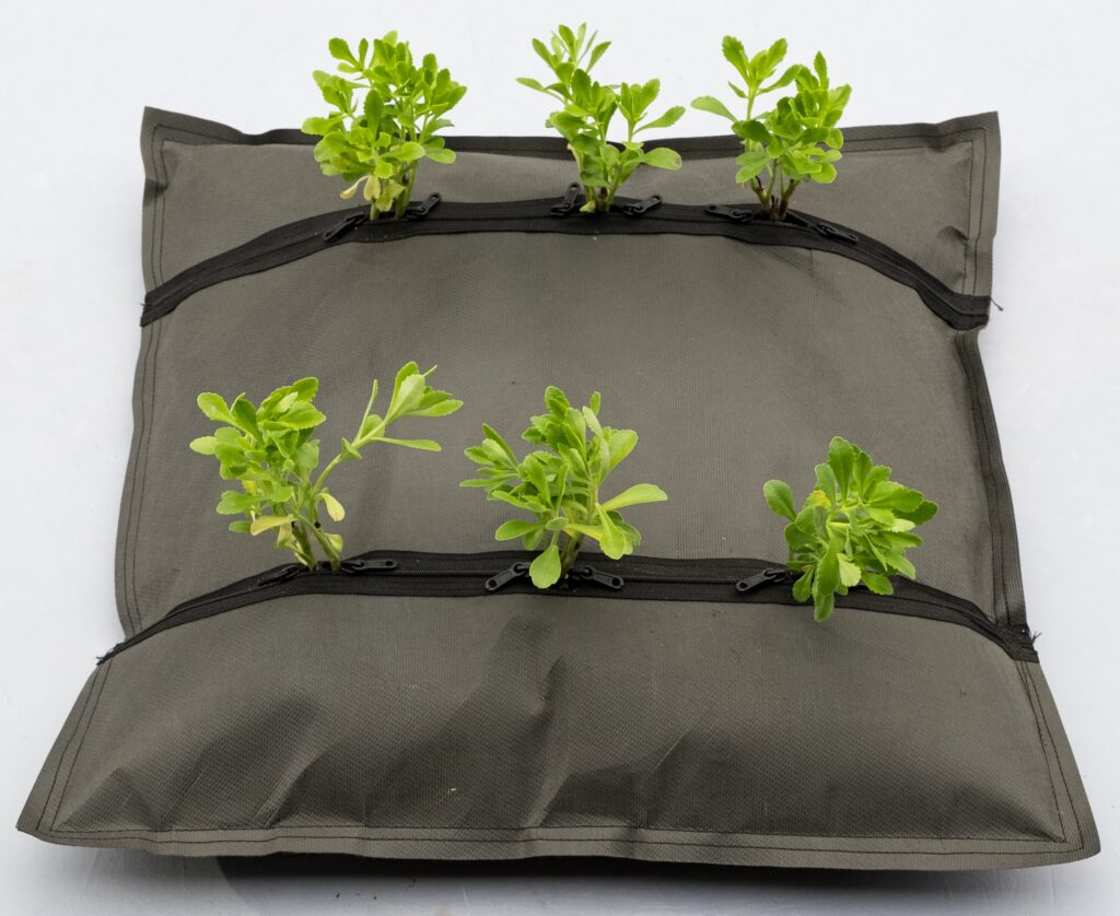 常緑キリンソウ袋方式(提供:株式会社フジタ)