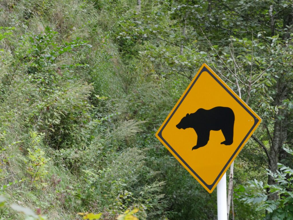 AIでクマ検知、ドローン追走　NTT系が自治体向け対策システム