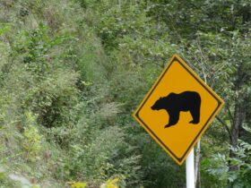 AIでクマ検知、ドローン追走　NTT系が自治体向け対策システム